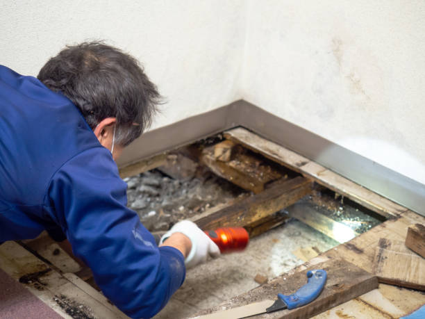 Best Emergency Mold Remediation in Rancho Alegre, TX