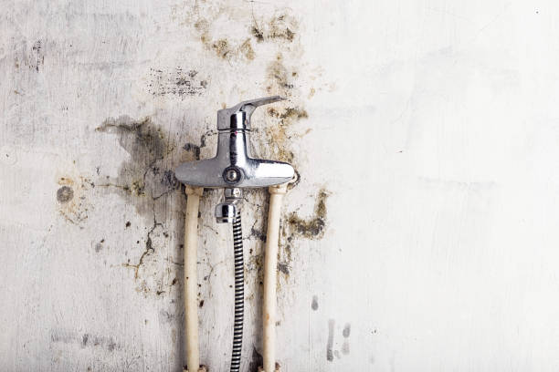 Best Basement Mold Remediation in Rancho Alegre, TX