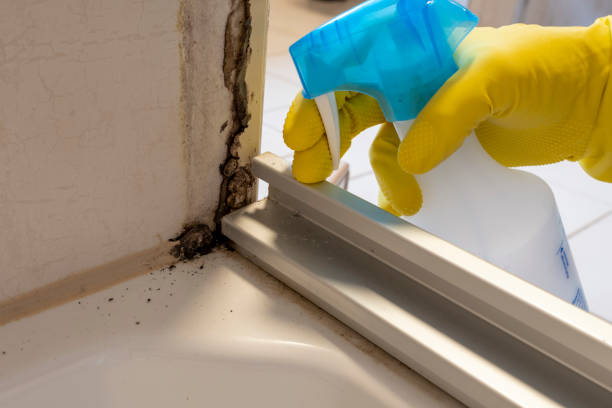 Rancho Alegre, TX Mold Remediation Company