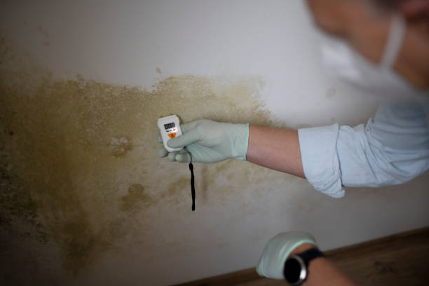Best Emergency Mold Remediation in Rancho Alegre, TX