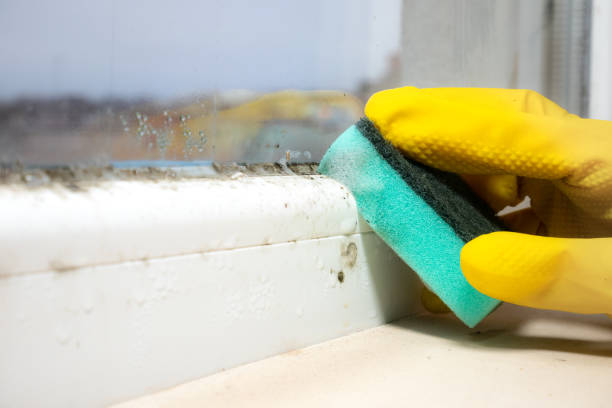 Best Mold Remediation for Specific Building Types in Rancho Alegre, TX