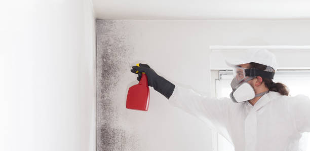 Best Bathroom Mold Remediation in Rancho Alegre, TX