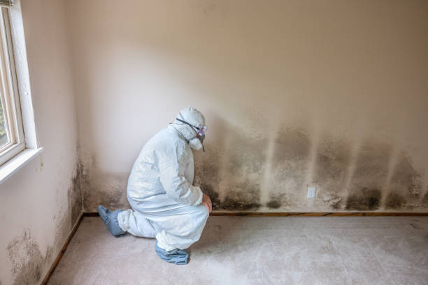 Best Commercial Mold Remediation in Rancho Alegre, TX